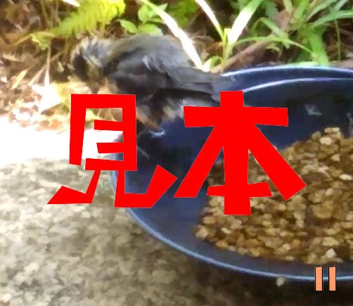 鳥の水浴び写真を提供します 野鳥の水浴びは見てて癒される気がします イメージ5