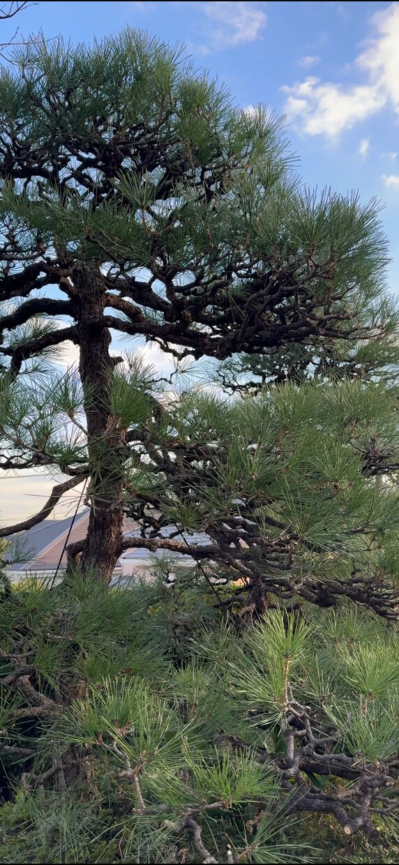 庭木の剪定、写真で相談できますます この木、切っていい？写真で解決 イメージ2