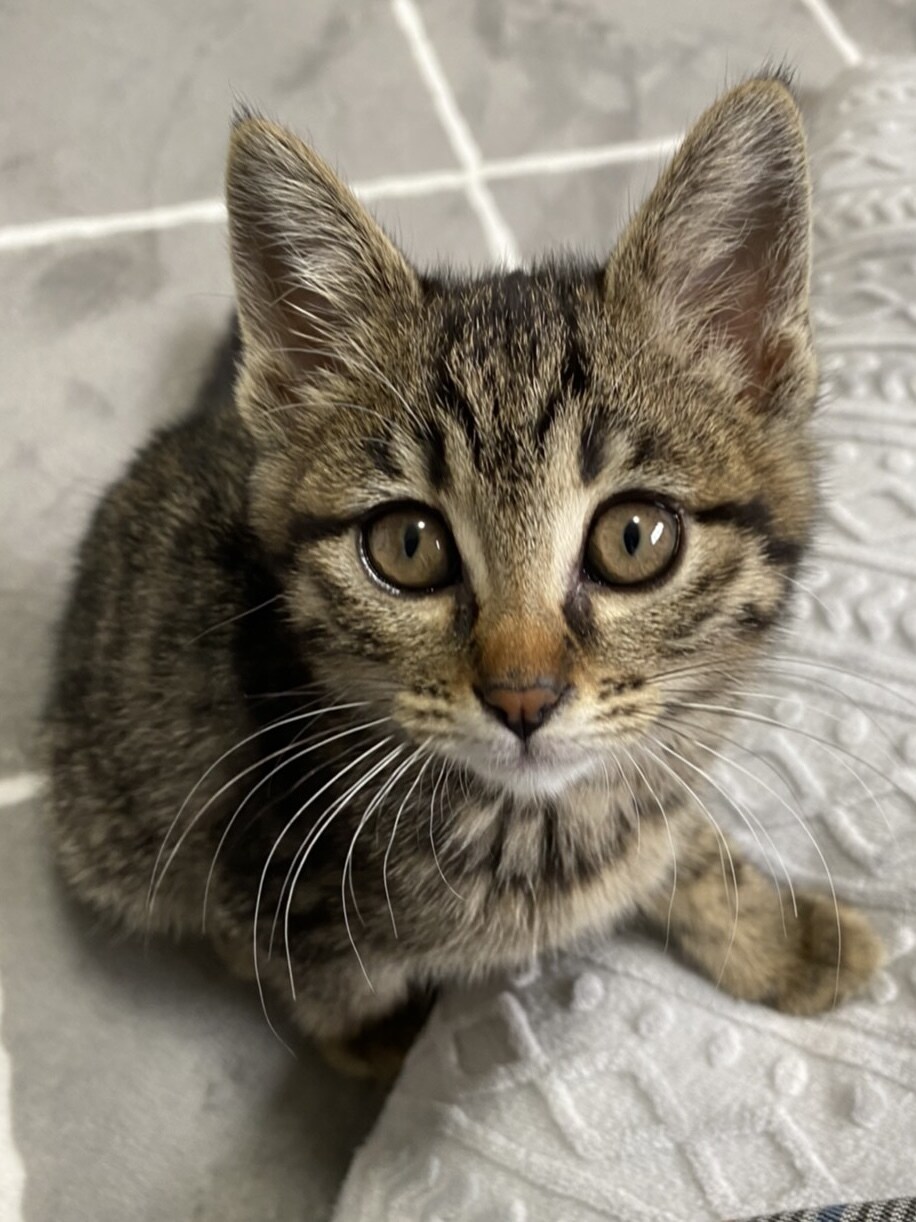 ペットのお悩み一緒に解決します 飼育環境、飼育方法、しつけ、何でも伺います イメージ1