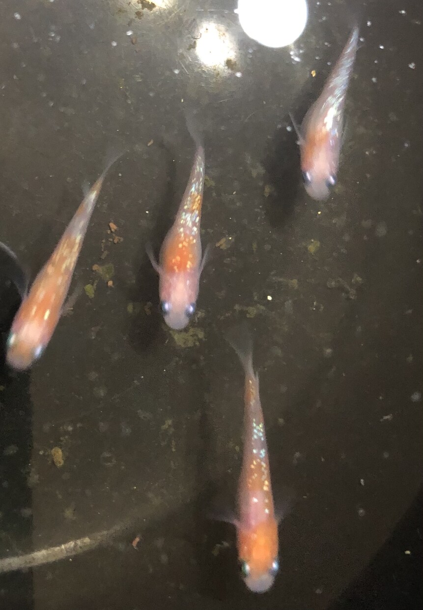 メダカのお悩み全て相談に乗ります 飼育、生殖のできる身体、、採卵道具、稚魚飼育、越冬など全て イメージ1