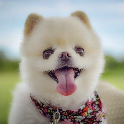日本語から英語に翻訳します 手紙、スクリーンショット、なんでも翻訳いたします！ イメージ1