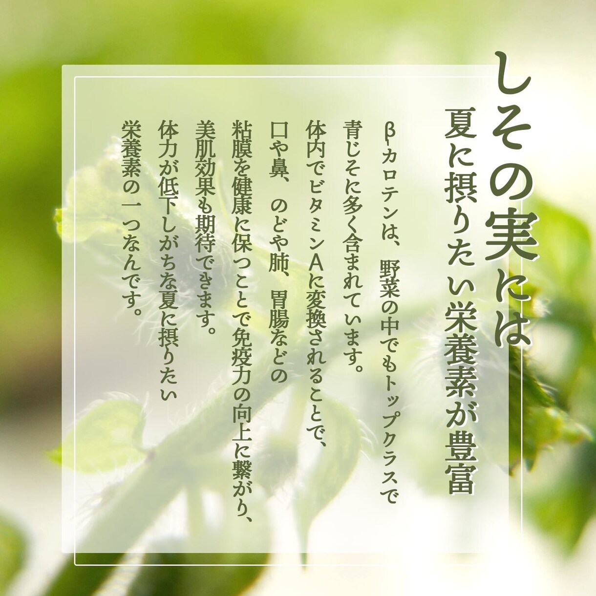 ECに特化した「売れる商品画像」を制作します 各種モール対応、ショップのブランド感も統一して売り上げUP イメージ9