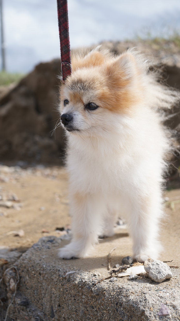 全画像納品！愛犬との家族写真撮影します 愛するわんちゃんとの思い出を残しませんか？ イメージ7