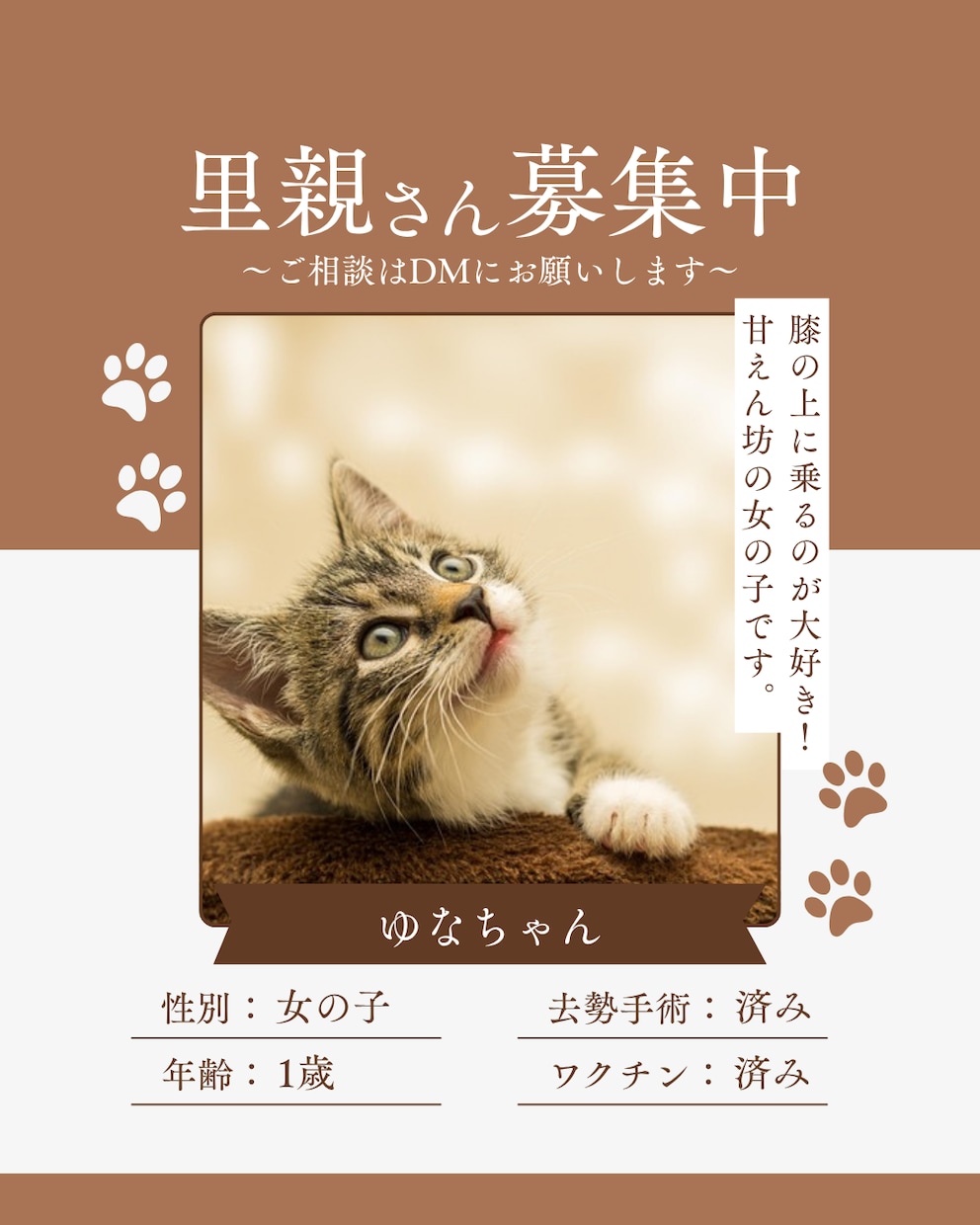猫instagramの投稿や広告画像制作します ねこに特化！イメージに寄り添い丁寧にデザイン制作いたします！ イメージ8