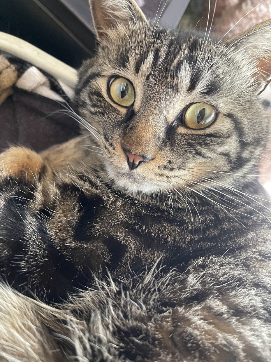ワンちゃん・ネコちゃんの悩み相談のります あなたのワンちゃん・ネコちゃんの悩みありませんか？ イメージ1