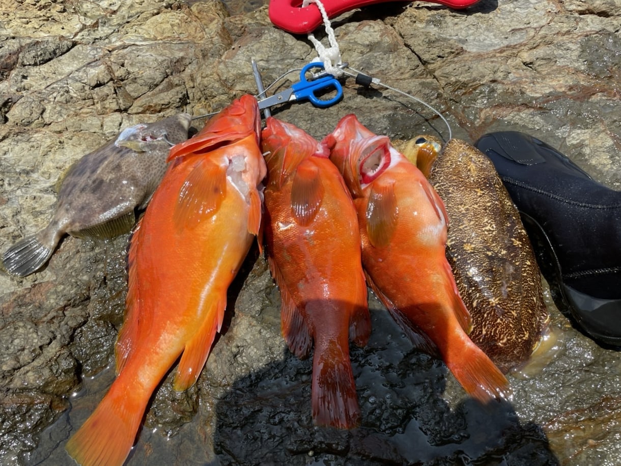 初めての魚突きをゼロからサポートします 経験者が安全な始め方と道具選びを丁寧にサポート イメージ5