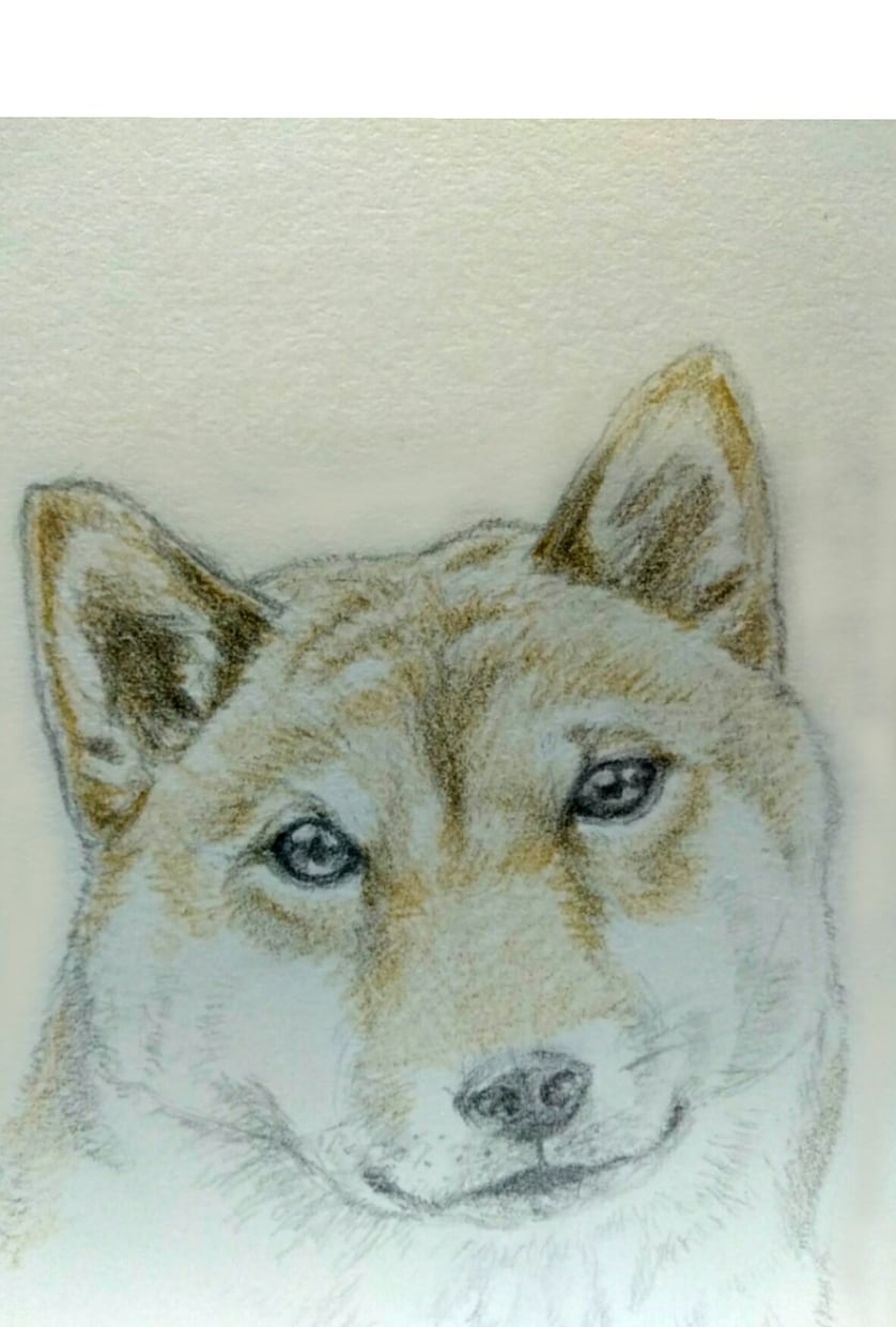可愛いペットのイラスト描きます いつも可愛いがっているペットの記念に！ イメージ4