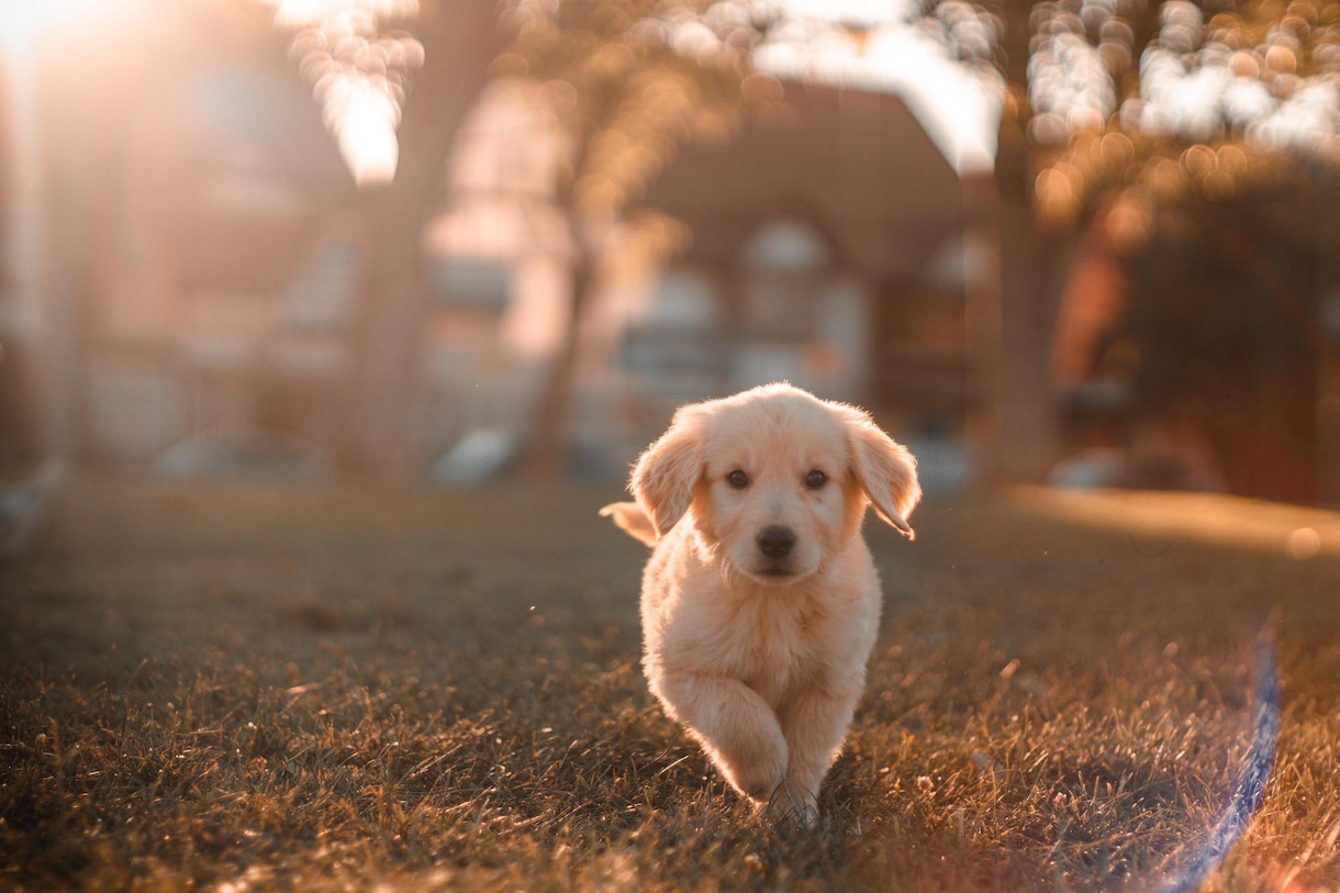 女性の方限定★犬系男子があなた心の側に寄り添います さようなら！　悩みや不安で落ち込んでいた過去のワタシ。 イメージ2