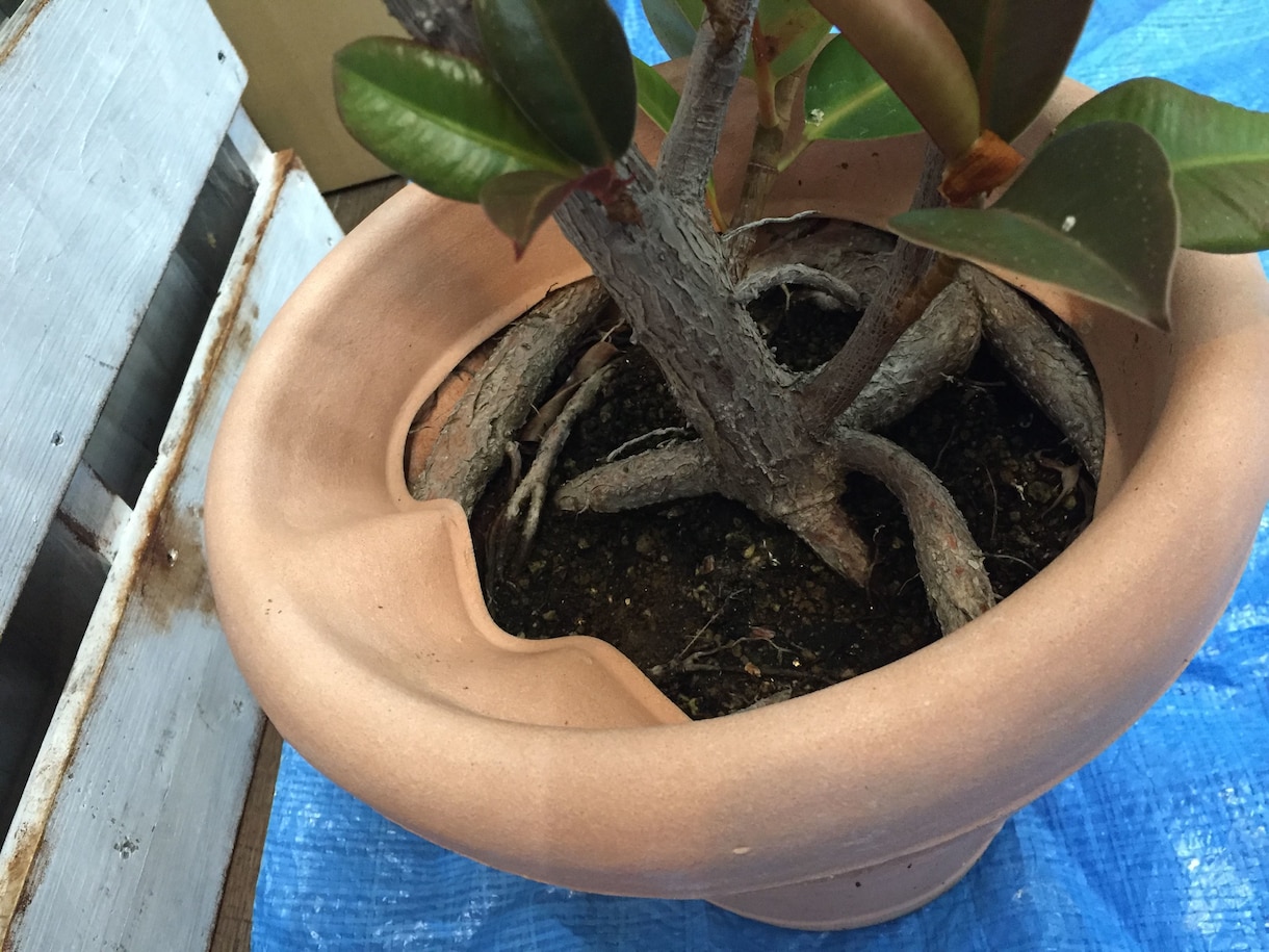 あなたの観葉植物の管理方法をお伝えします 業界歴14年‼ 管理は家の環境それぞれで違うの知ってます？？ イメージ1