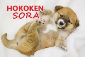 本当に困っている方のみホームページ作製致します 保護犬・猫施設、個人で開業されたスクールさま限定です。 イメージ3