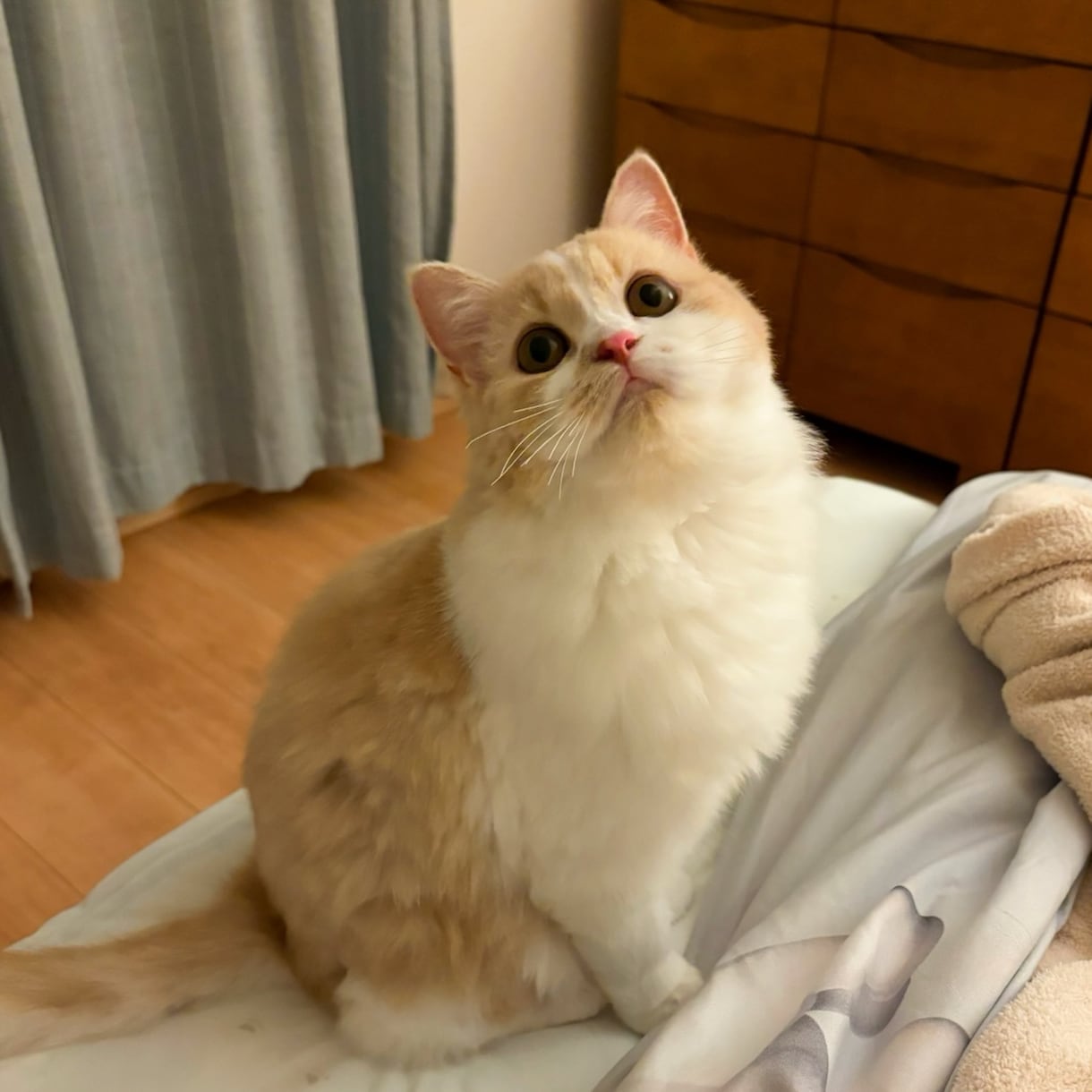 飼い猫さんの気持ちをリーディングします 気になる愛猫の気持ちを教えて！ イメージ2