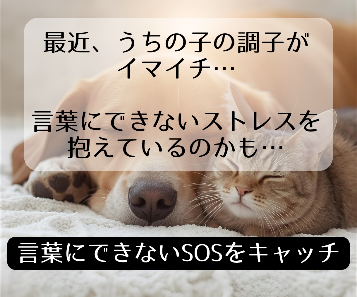 ペットの不調とストレスを調整します 言葉にできないSOSをキャッチ、心と身体のバランスを整えます イメージ1