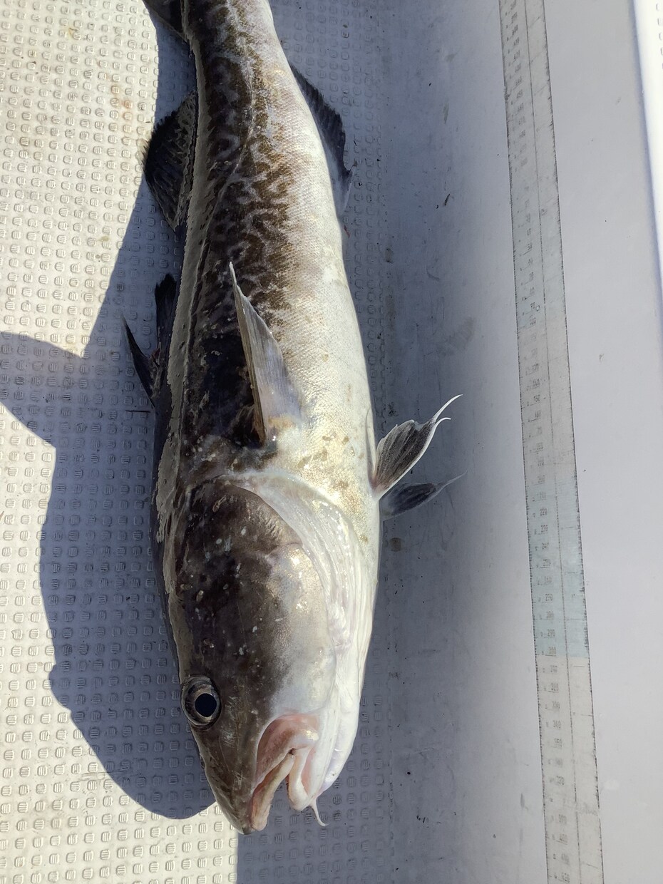 ボート釣りノウハウ教えます 釣り歴30年プレジャーボート乗ってます。 イメージ7