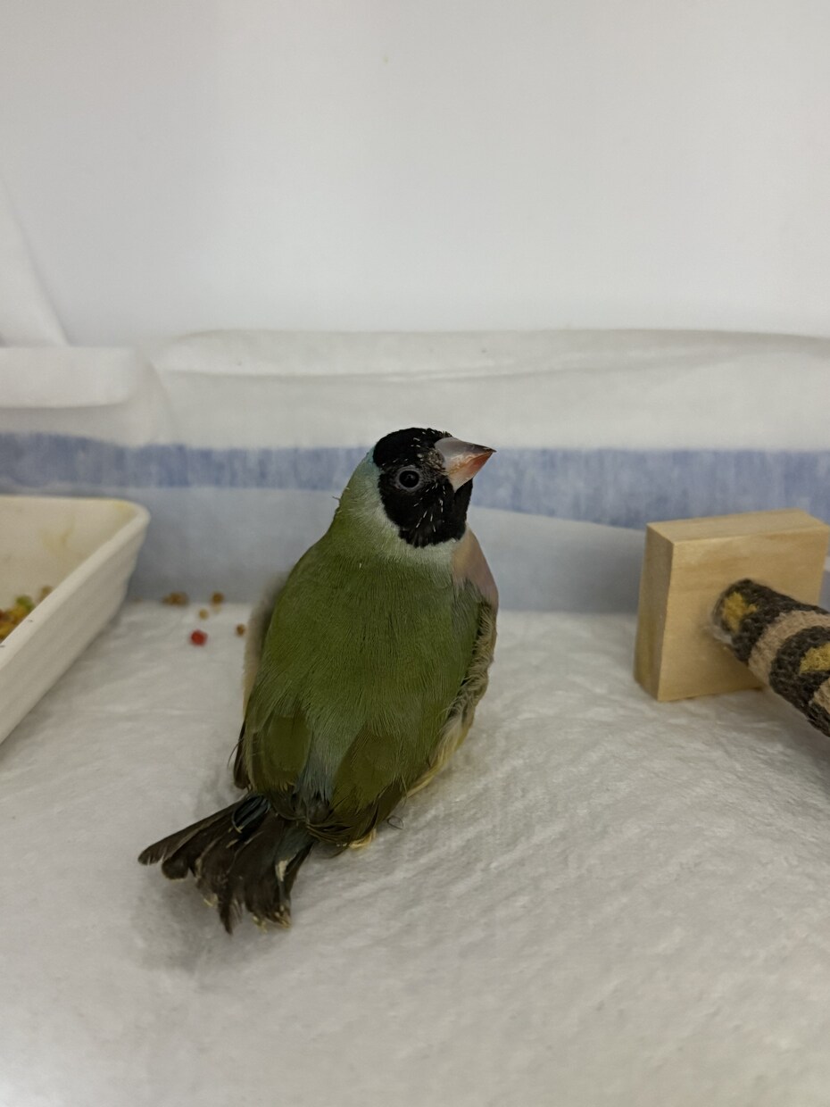 ペットのお悩み一緒に解決します 飼育環境、飼育方法、しつけ、何でも伺います イメージ3