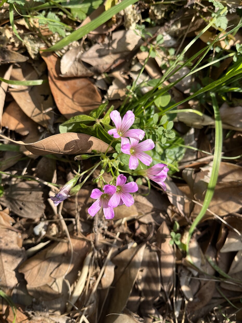 寂しい時、希死念慮が来た時に話を聴きます 近所のおばちゃんみたいにお気軽にどうぞ。癒し系ボイス。 イメージ2