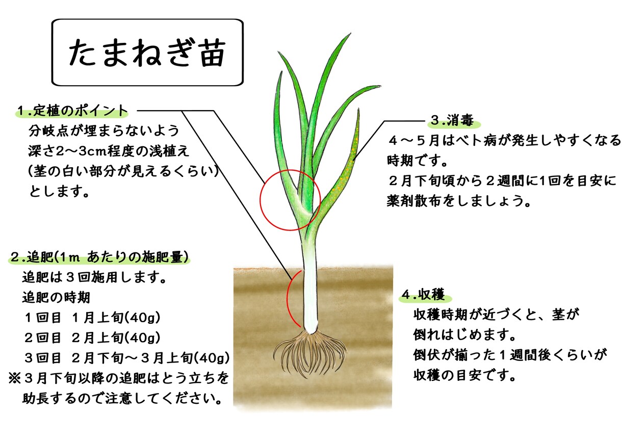 植物のイラストお描きします 〜植物大好きな私が描く植物イラスト〜 イメージ2