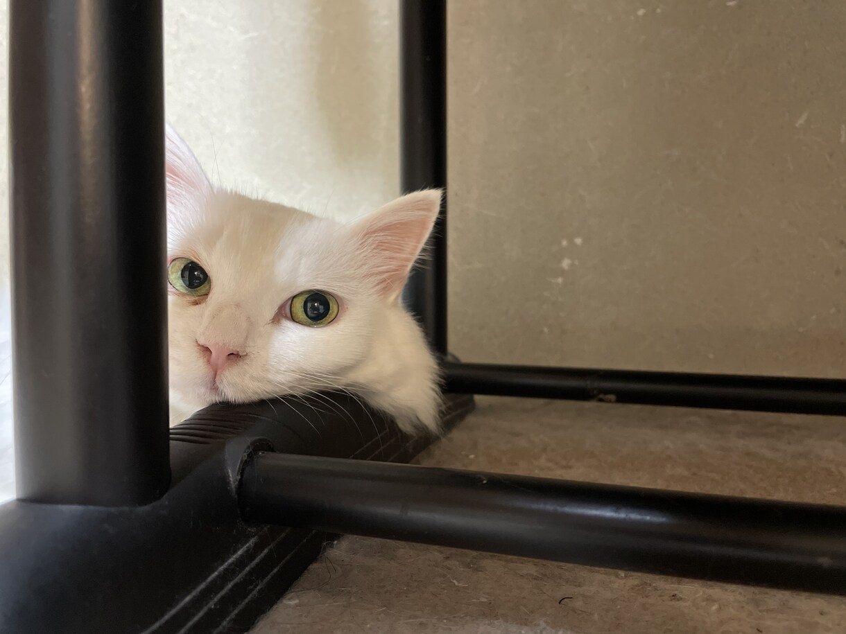 猫の素材写真を提供します ねこの日常の写真を撮影しています。三毛猫、白猫など イメージ1