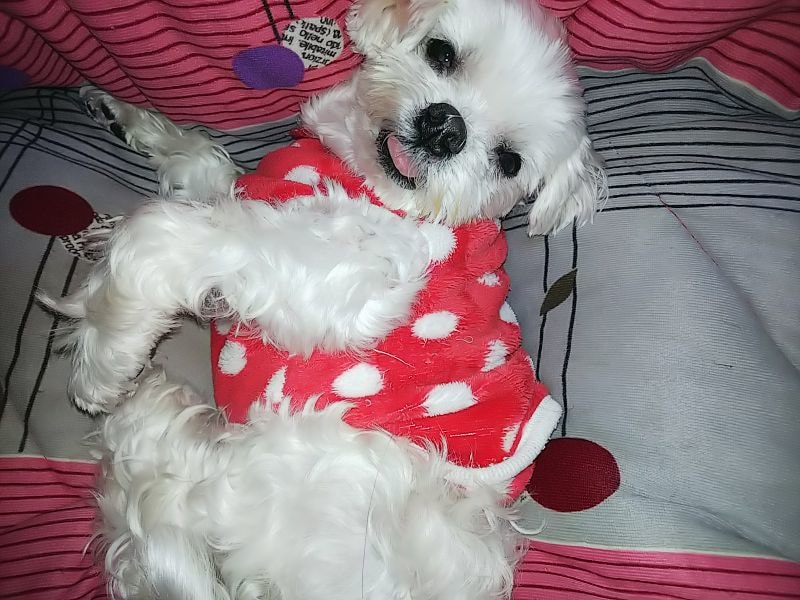 マルチーズ犬のかわいい動画配信します ペットは飼えないけど、癒されたい方に イメージ2