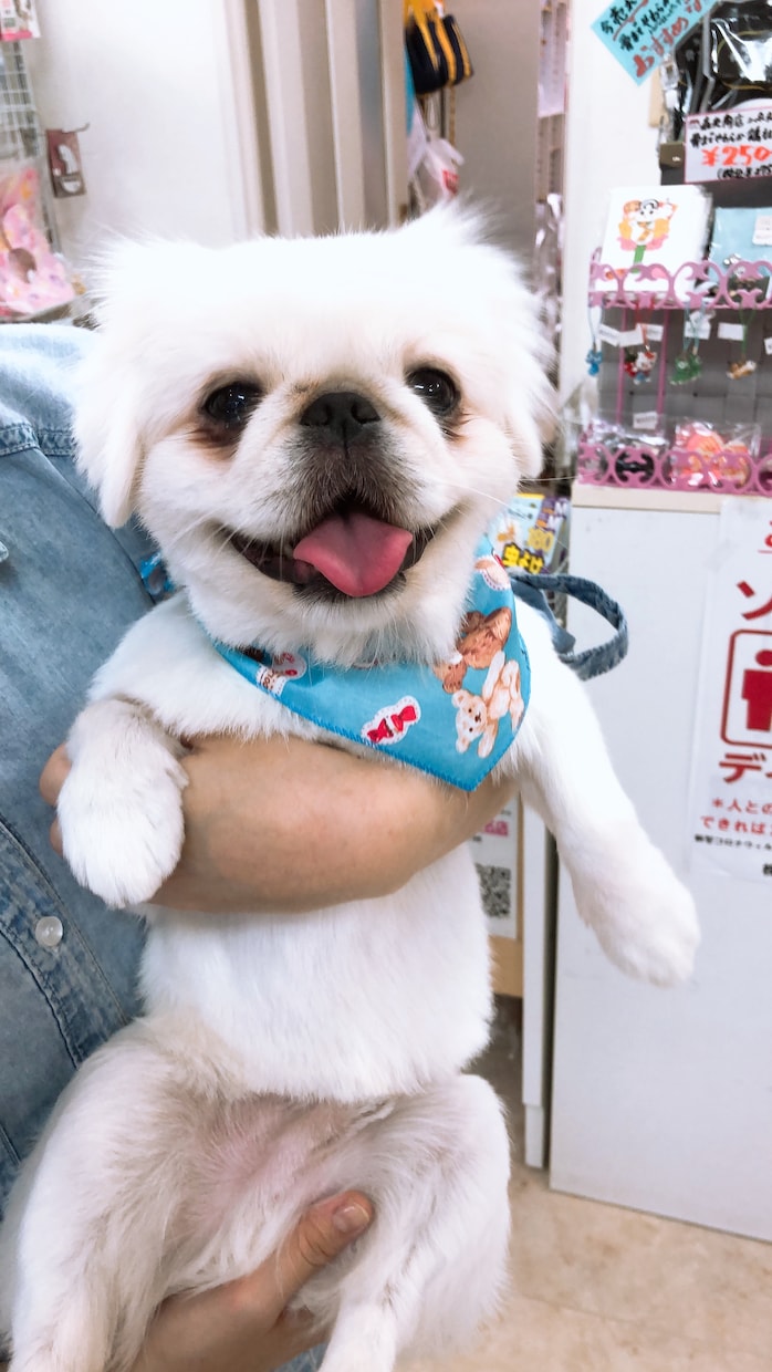 ペットのお悩みペット業界のお悩み解決します ペットちゃんのお悩みペット業界の方々のご相談ください！ イメージ2