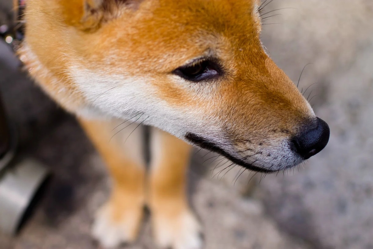 30年の霊視経験で【ペットの気持ち鑑定】を行います 犬猫の本音と行動の裏にある想い、虹の橋の子との繋がりも視ます イメージ4