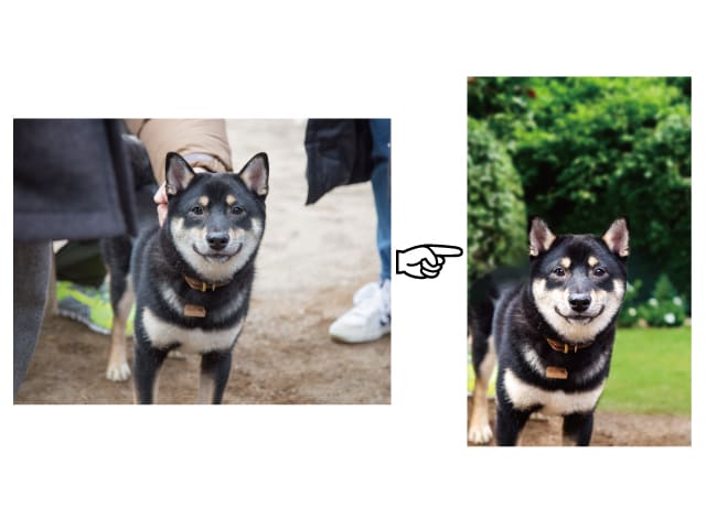 ペット写真修正★背景を自然に綺麗に加工します 顔がイイのにもったいない！残念な背景をまるっとチェンジ イメージ1