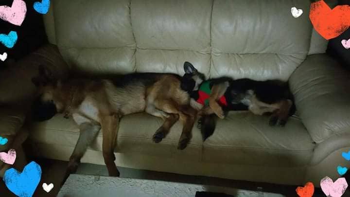愛犬の成長過程のお悩みアドバイスします 初めて犬を家族としてお迎えされた方。☆★プロがサポート☆★ イメージ4