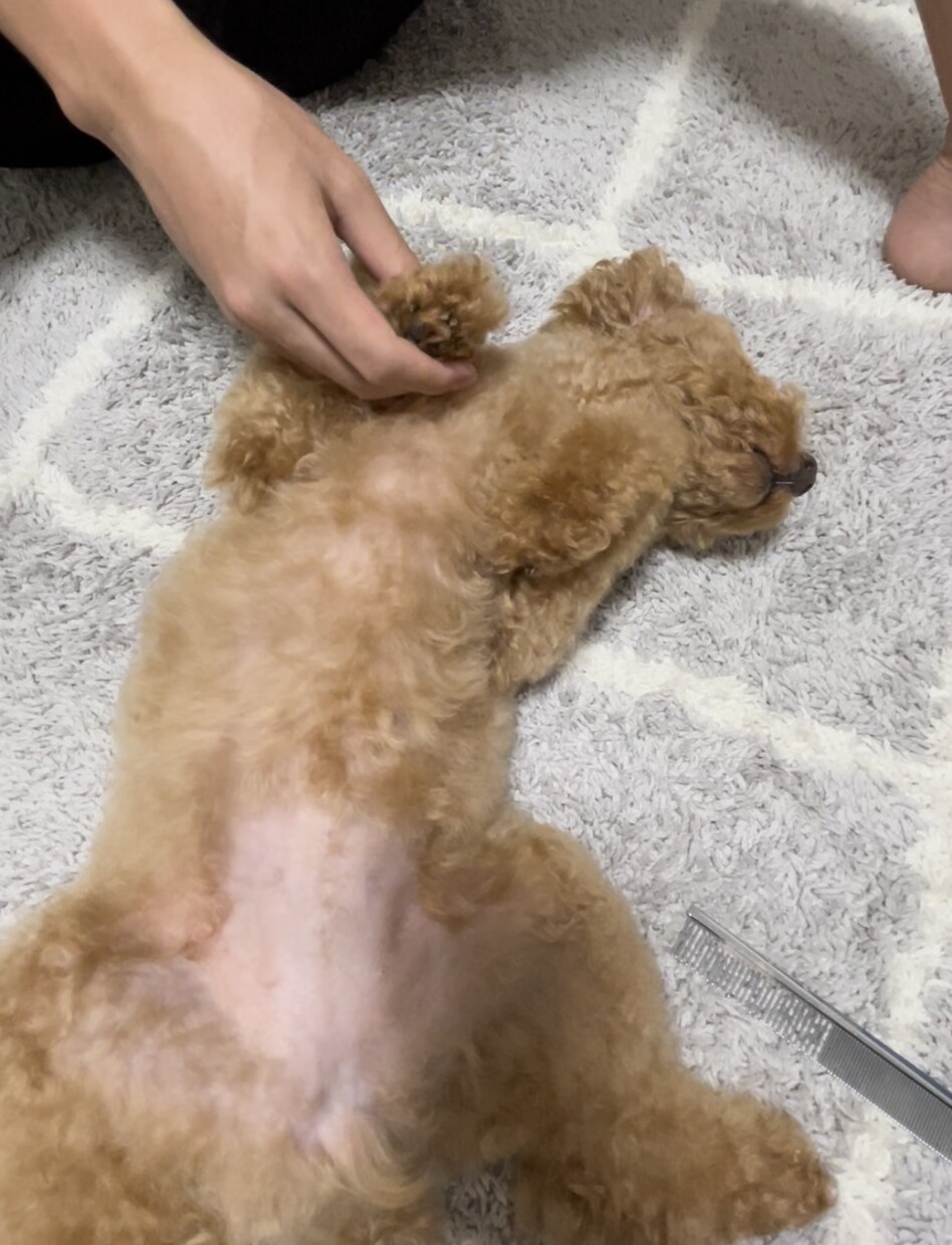 限定価格★技術だけはダメ。犬のお手入れ方法教えます ブラッシングや歯磨きなど…行動心理から＋技術面まで学べます イメージ7