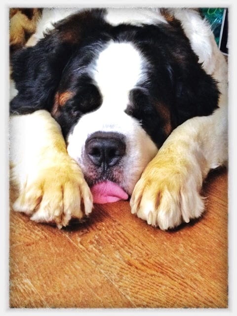 犬のしつけ相談にのります 愛犬の困った！お任せください　～飼育前カウンセリングも～ イメージ1