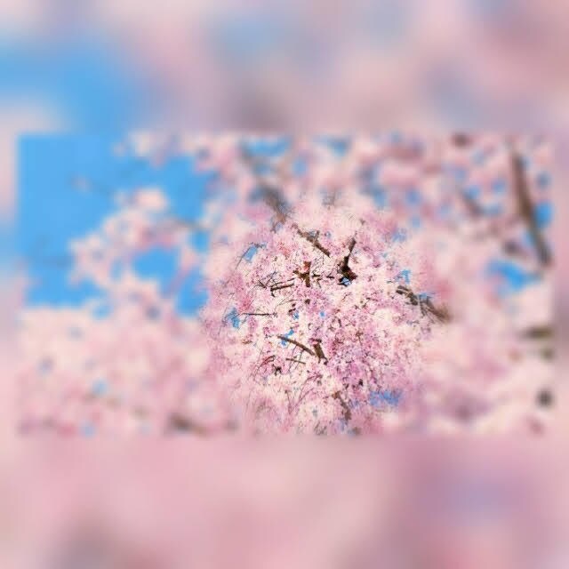 画像の加工（背景処理など）をします 素敵な画像をもっと素敵に！！！ イメージ3