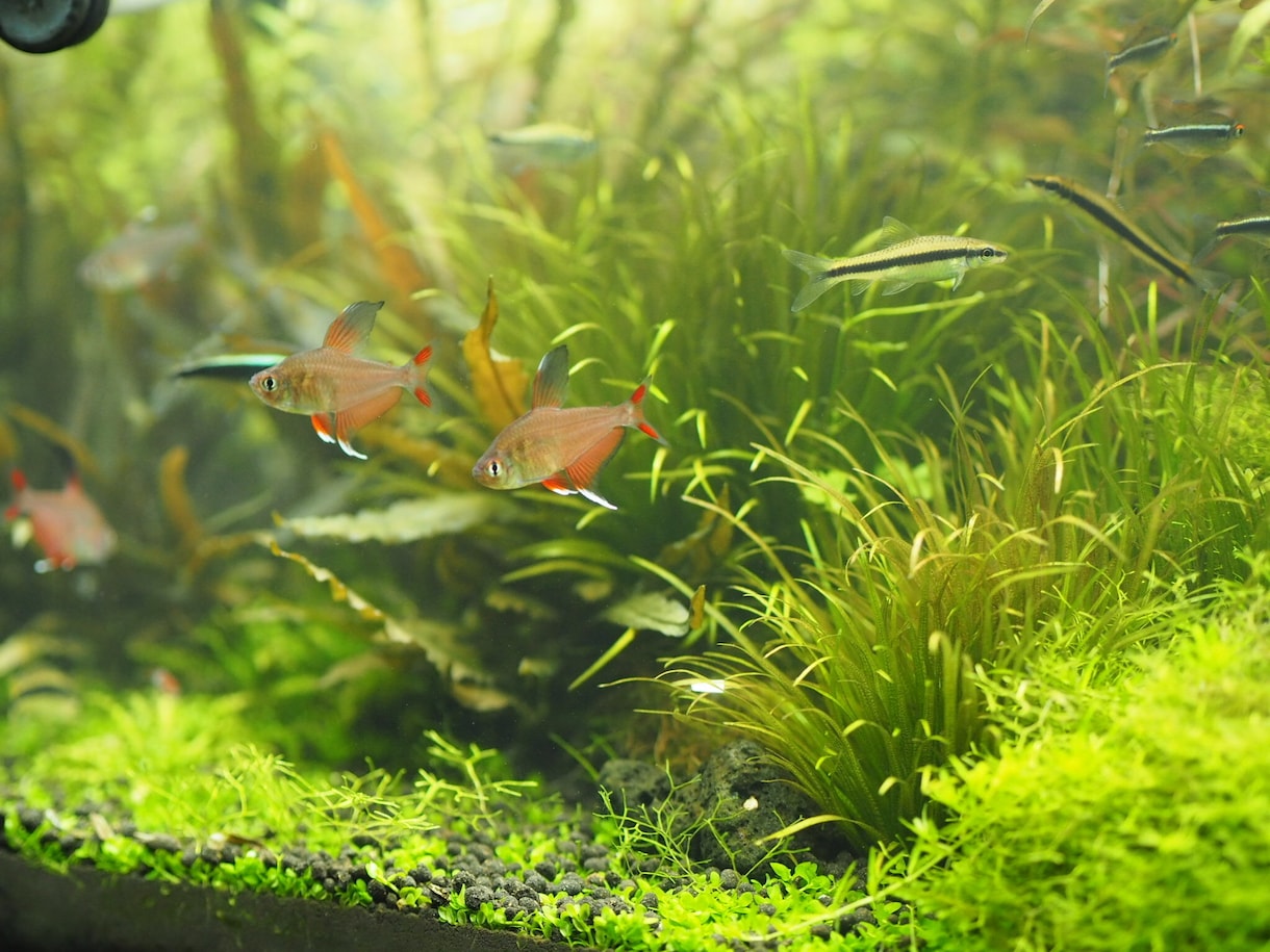水草、メダカの育て方教えます 水草歴10年フリマアプリ販売数　年1万本 イメージ7