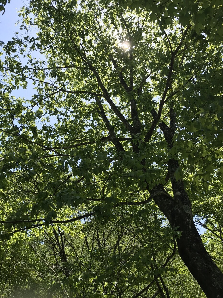 どんなお話でも聞きます どんな事でも呟いてください。(アダルトはNGでお願い致します イメージ1