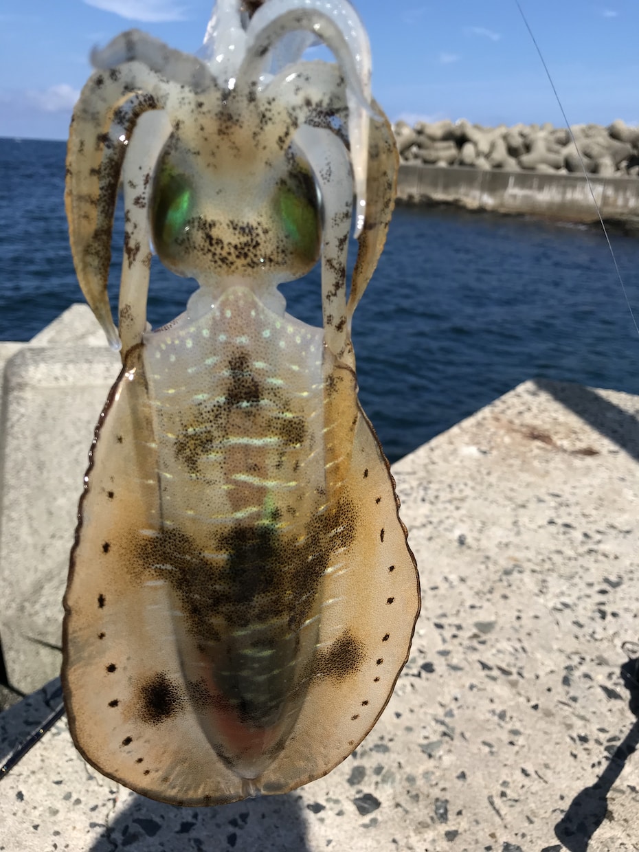 初めての海のルアーフィッシング優しく教えます 海のルアー始めたい！でも何を準備すれば…優しく教えます！ イメージ2