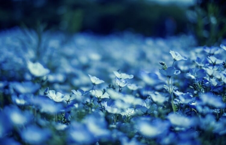 あなたの心を癒します 優しい癒しの時間を、、、.*･ﾟ イメージ1