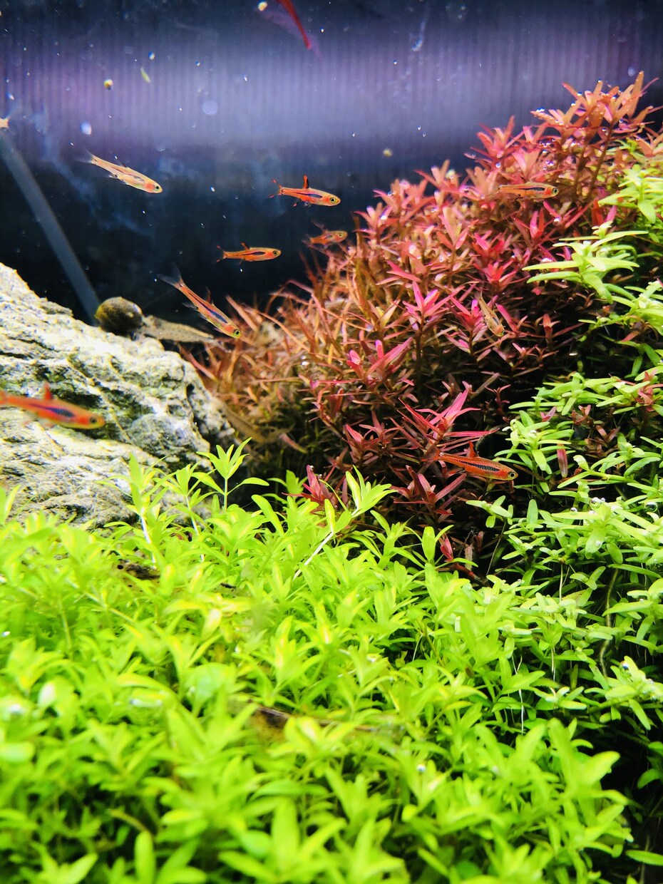 ショップの元店長が的確な熱帯魚の飼育お教えします アクアリウムを始める方、お悩み中の方、なんでも相談乗ります。 イメージ2