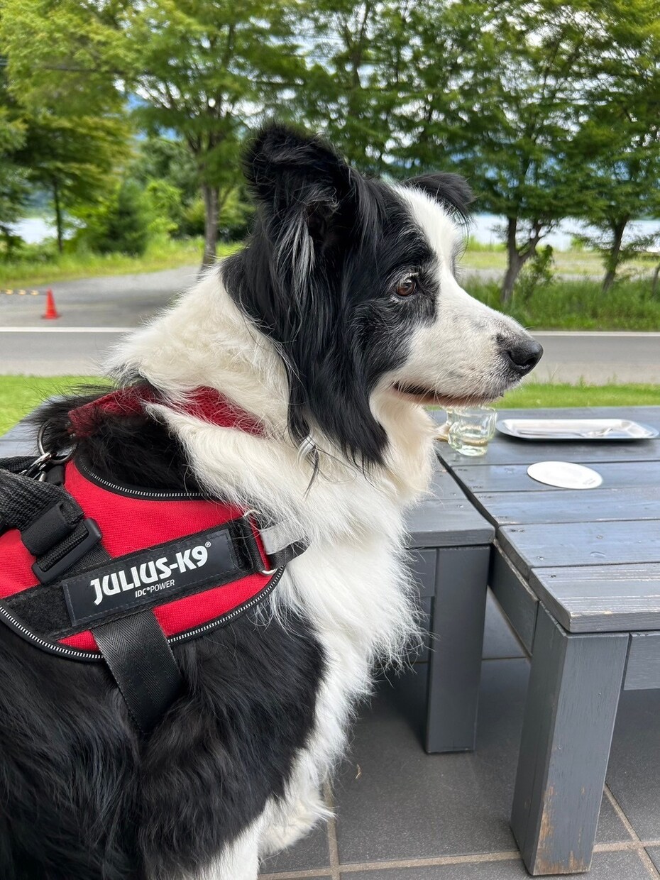河口湖周辺の犬と行けるカフェの情報を提供します 河口湖で愛犬と過ごすカフェ時間をもっと安心で楽しいものに イメージ9