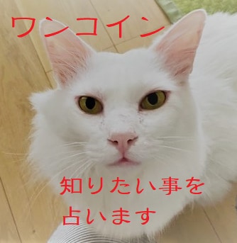 知りたい事を占います 1質問ワンコインお手軽占い　3枚引きします イメージ1