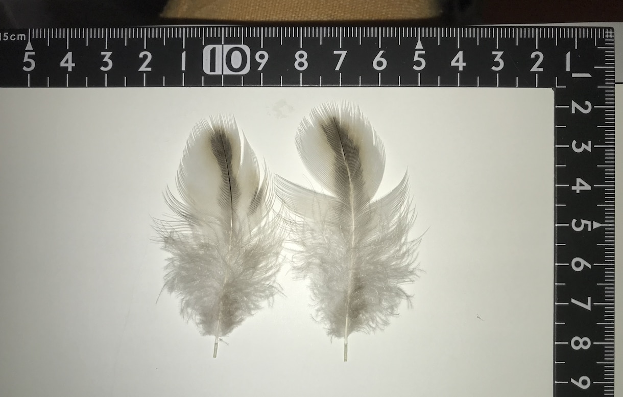 分からない野鳥教えます 〜初心者から最短で野鳥博士になりませんか？〜 イメージ9