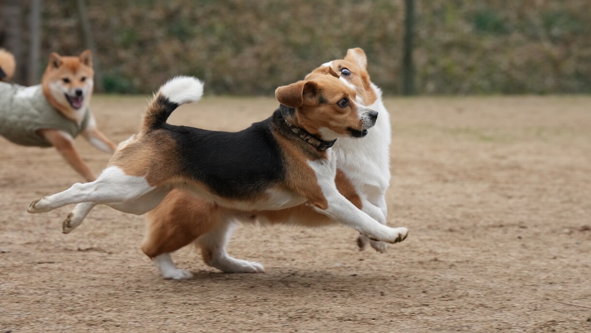 広島のドッグランで浮いてる犬の撮影をします ソニーのハイエンドカメラで一瞬を切り取ります イメージ3