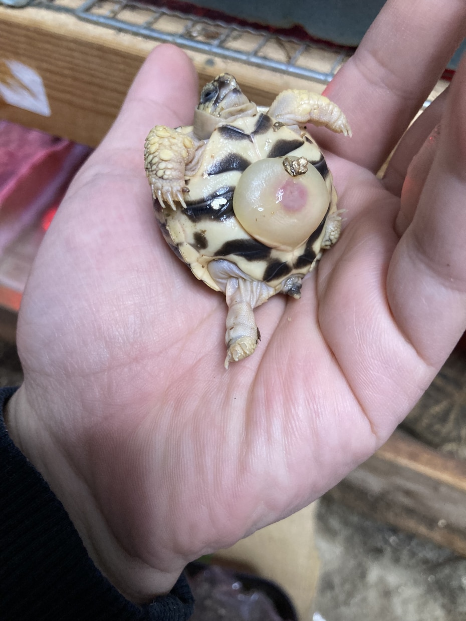 爬虫類の飼育相談を承ります 爬虫類全般の飼育相談！※専門雑誌掲載経験が複数回あります イメージ6