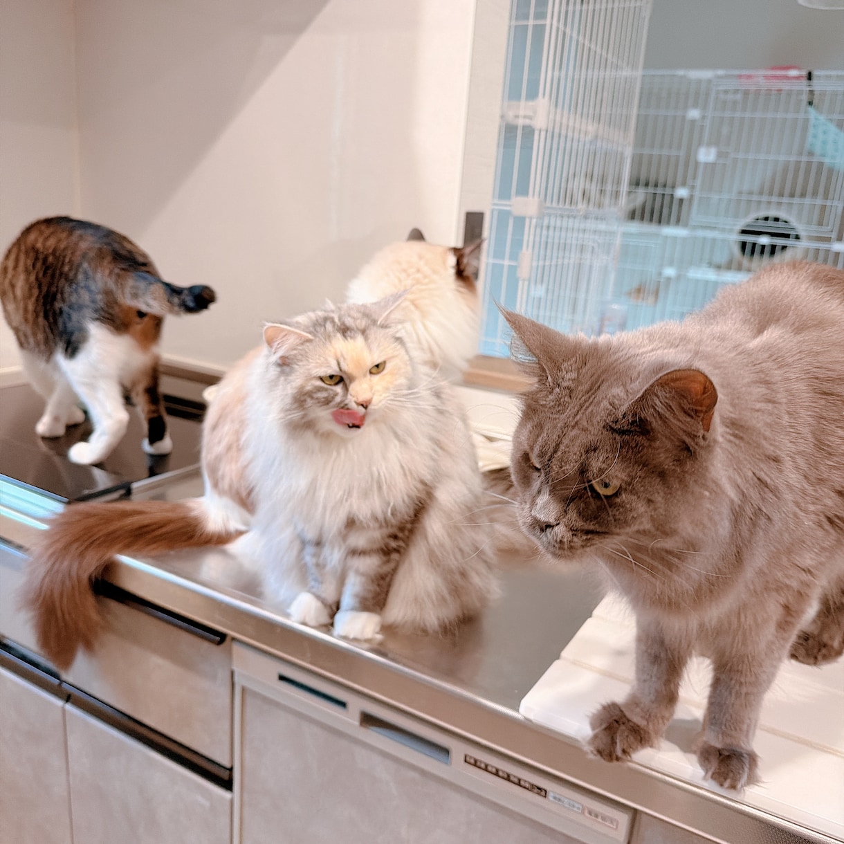 大型犬と猫の飼い主。飼い方やお手入れ相談乗ります アラスカンマラミュートのしおむすび♡愛犬愛猫のお悩み相談室 イメージ2