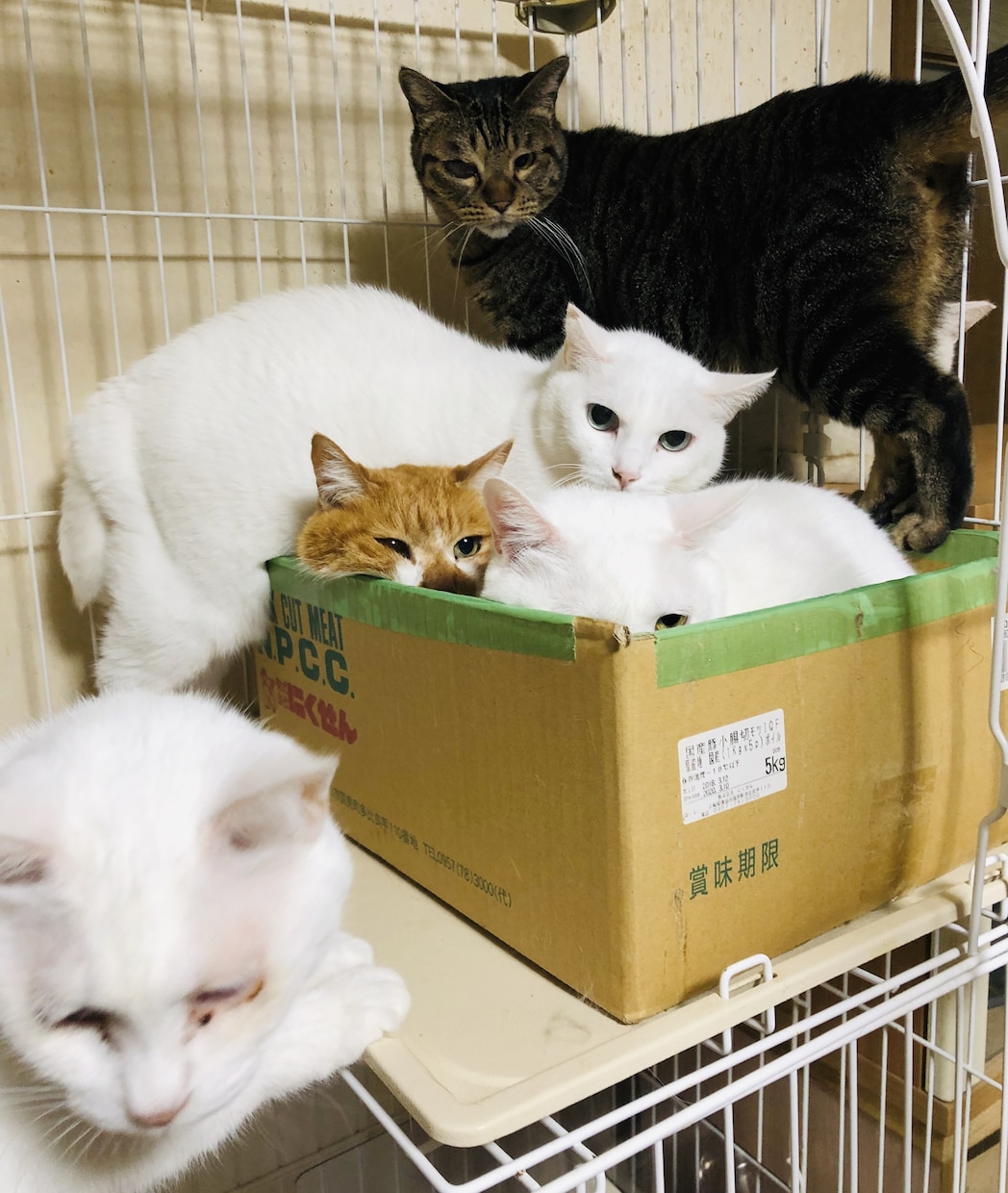 現役猫ボラが猫の多頭飼育の相談にのります 40匹の猫と暮らす現役猫ボラがあらゆる問題を解決に導きます イメージ2
