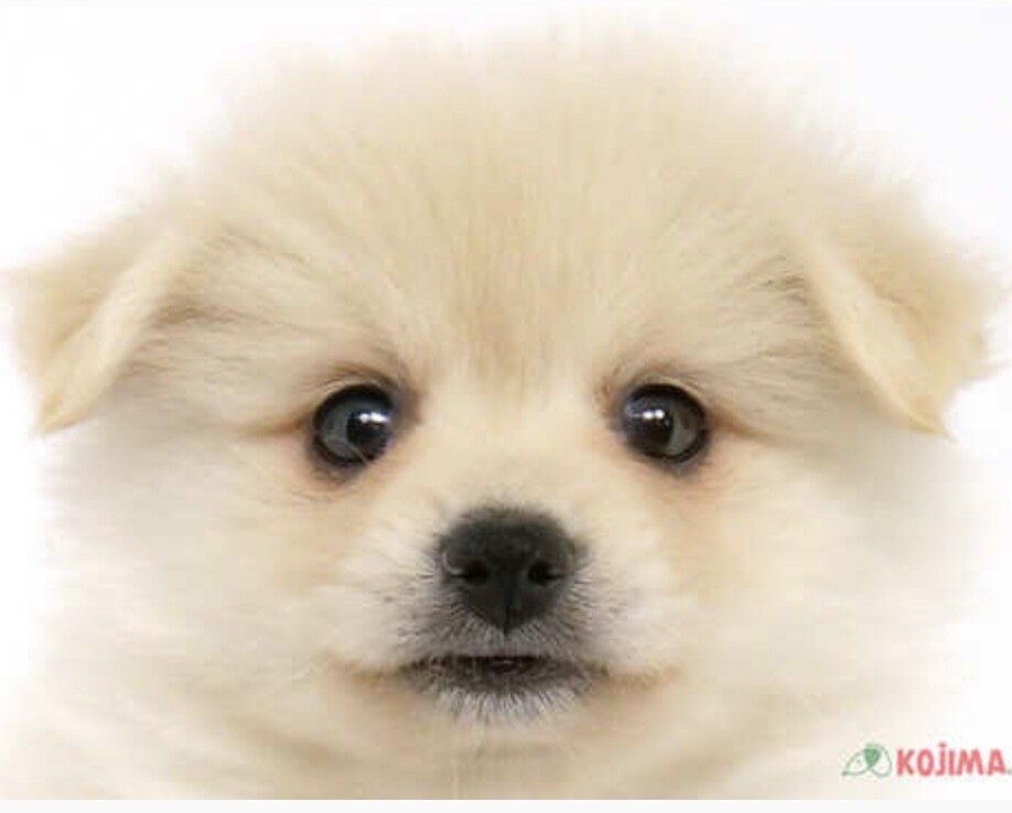 オスの交配犬見せます 顔が可愛い。この頃ポストから郵便物をとってきてくれます。 イメージ1