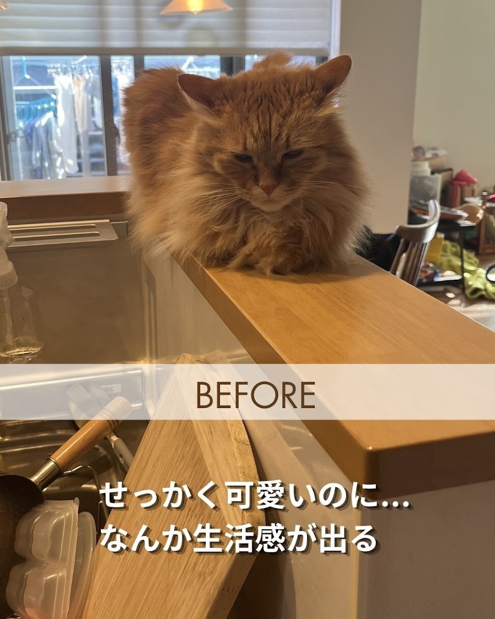 猫のプロが教える！スマホ撮影上達をサポートします 猫歴20匹×プロ18年の撮影添削 イメージ3