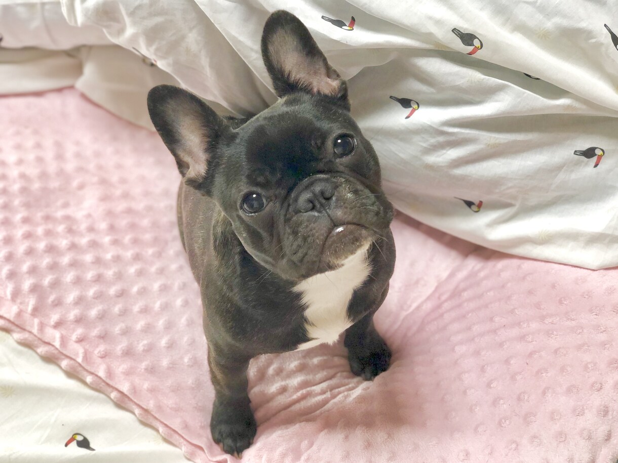 ブヒを飼いたい方飼っている方へお応え致します ブヒ族集まれ！ブヒを共有しよう！ イメージ3