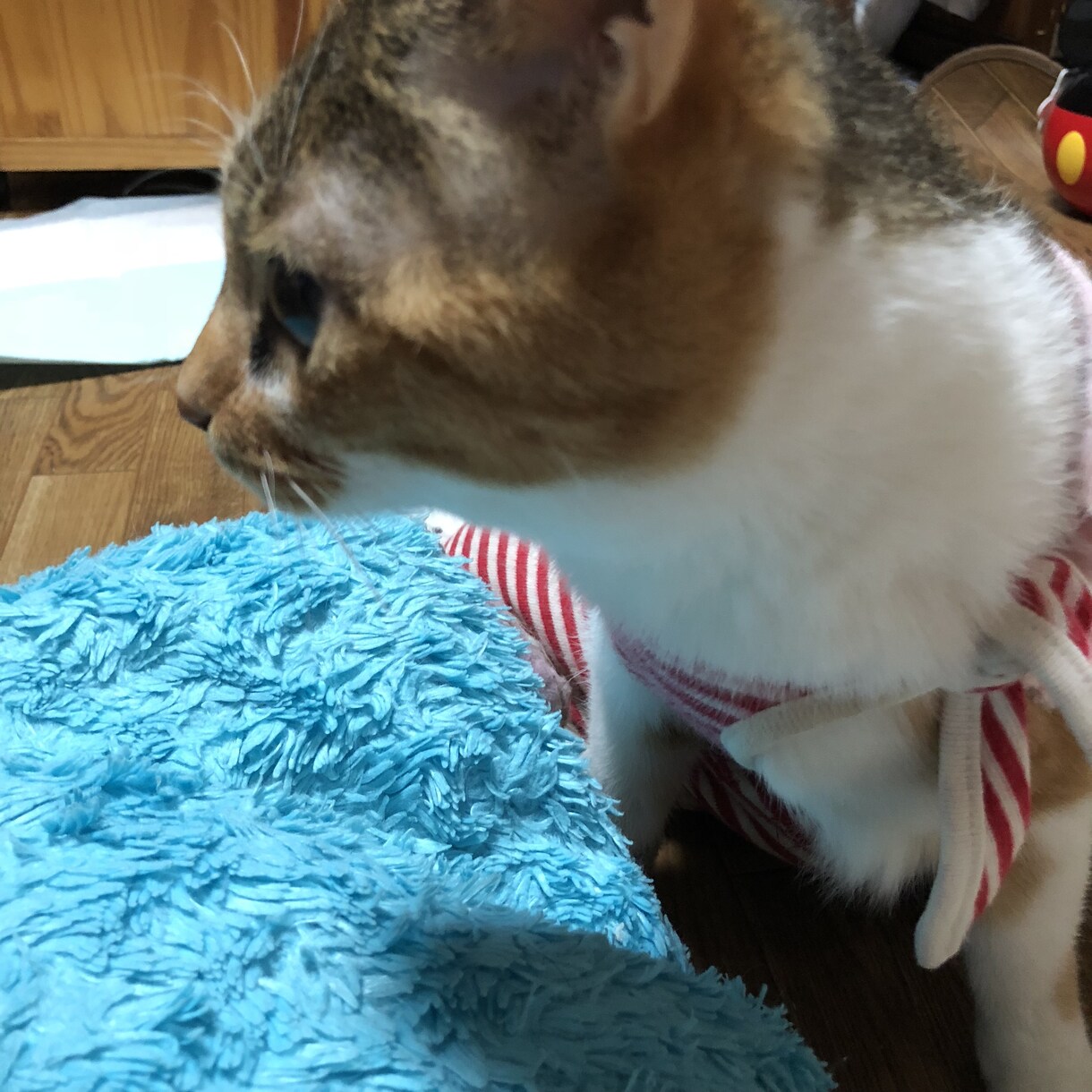 猫の飼い方から病気のトラブルまで、相談に乗ります 【元獣医師・現在11匹の猫を飼っています】 イメージ3