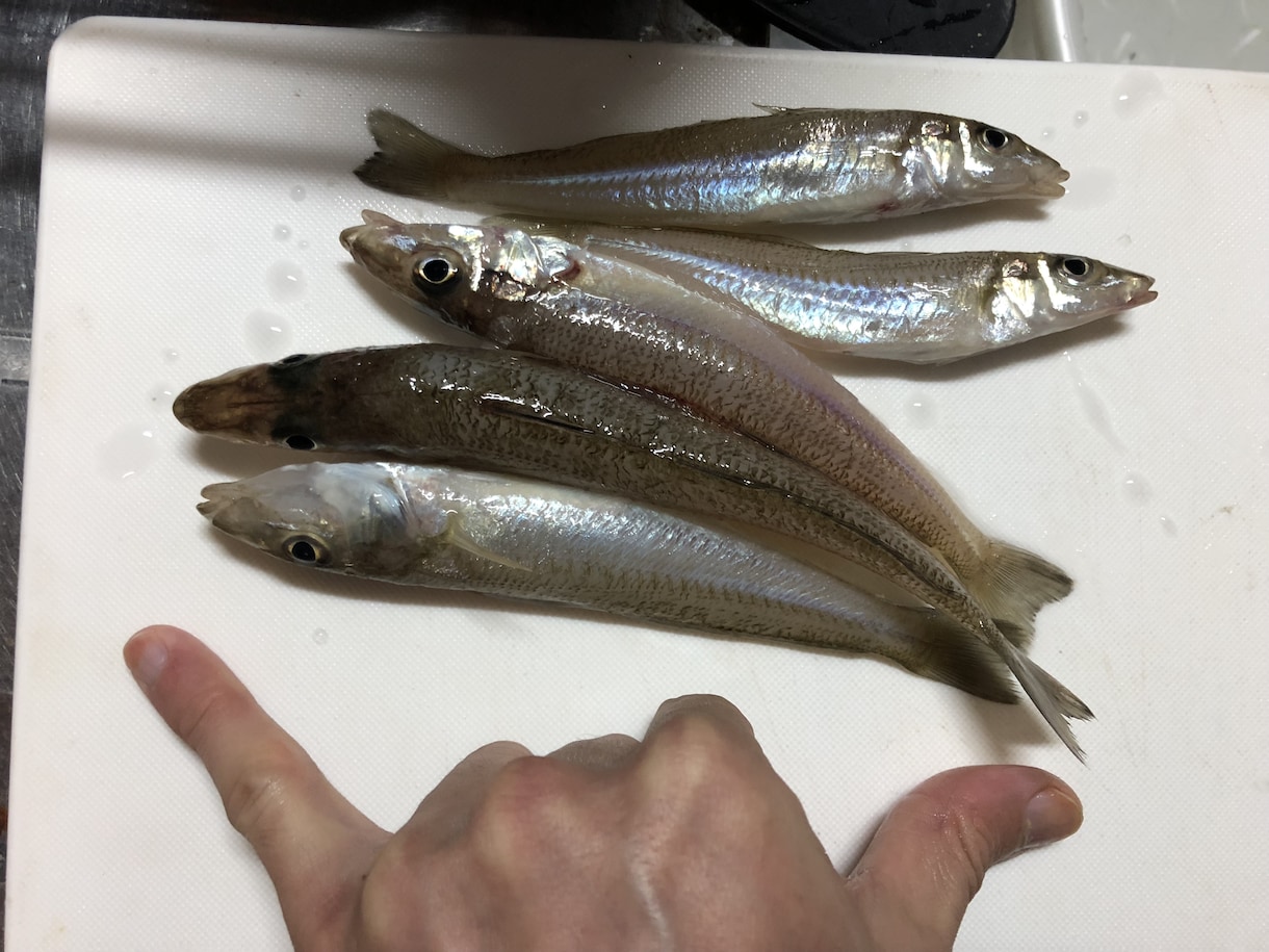 鳥取県西部～島根県東部周辺の釣り場教えます これから釣りをしてみたい･新しい釣り場をお探しの方へ イメージ2