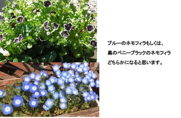花の種　いろいろ　選べます 自家栽培の種ですが、いろいろあります。 イメージ9