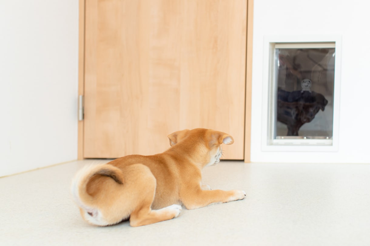 犬と暮らす為のリフォームの工夫、一緒考えます 世話も掃除も簡単に。計画図、パース、プレゼン作成します！ イメージ5