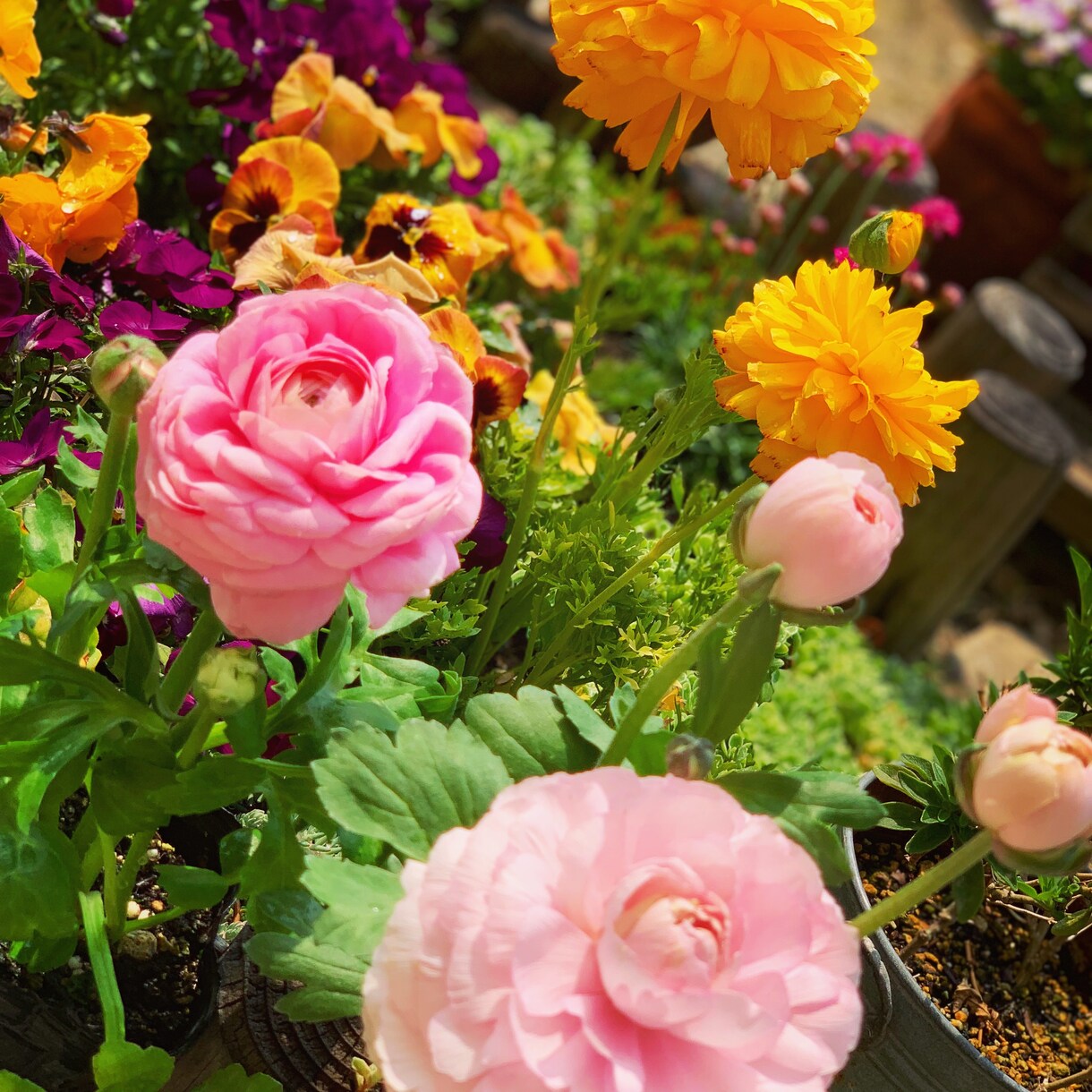 今の時期にぴったりの寄植えを提案します 今の季節に合わせた寄植えの作り方 イメージ1