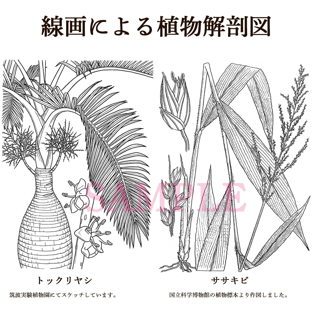 図鑑・教科書・教材のリアルなイラストを描きます 学術対応可能、教材・論文・専門書向けの正確な図版を提供します イメージ2